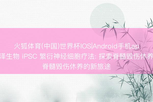 火狐体育(中国)世界杯IOS|Android手机app下载 士泽生物 iPSC 繁衍神经细胞疗法: 探索脊髓毁伤休养的新旅途